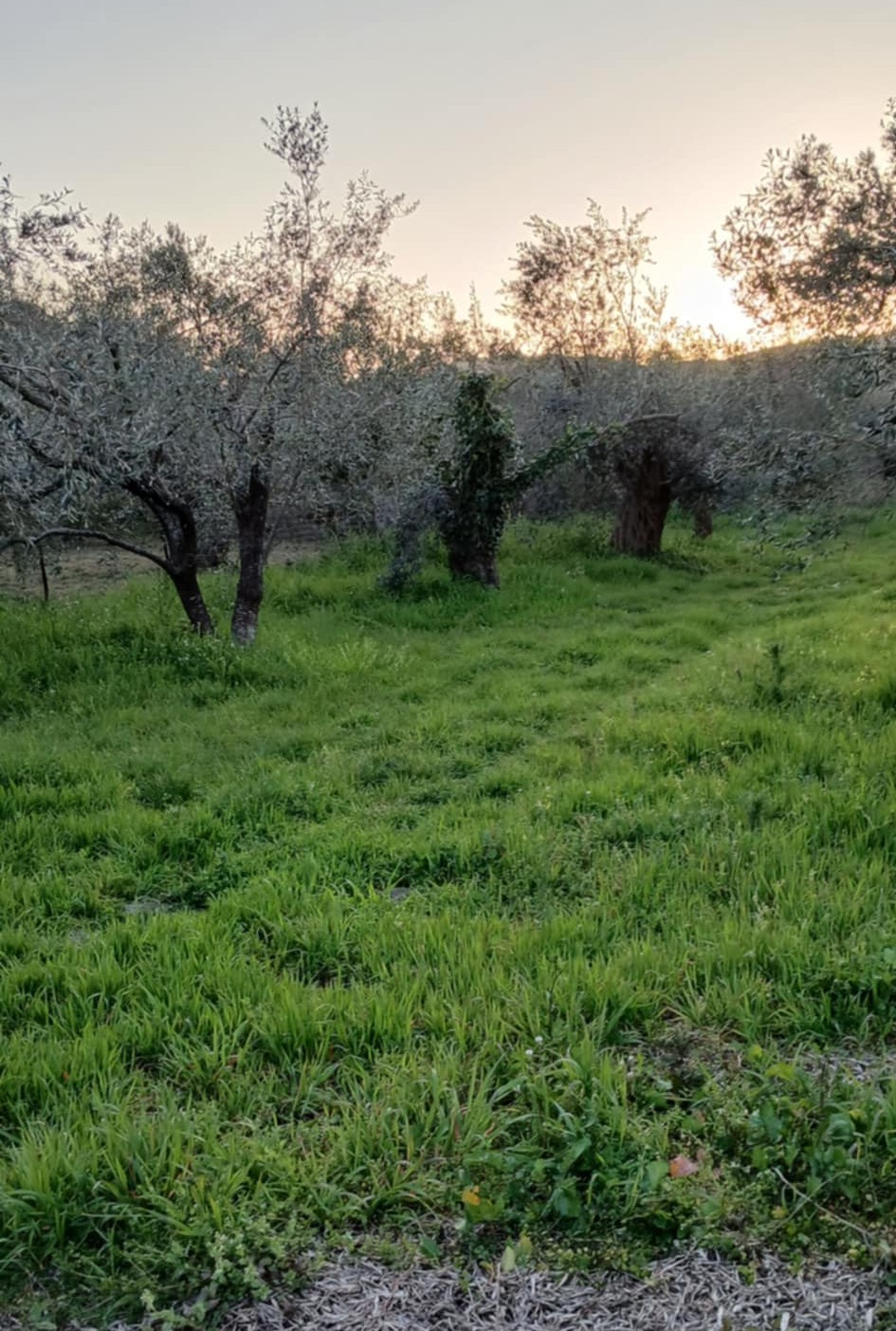 200 τμ οικόπεδο βελίκα